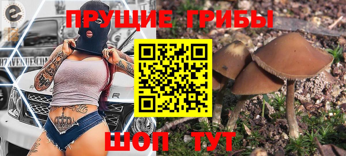 Псилоцибиновые грибы Cubensis  Вход с VPN  Светлоград 